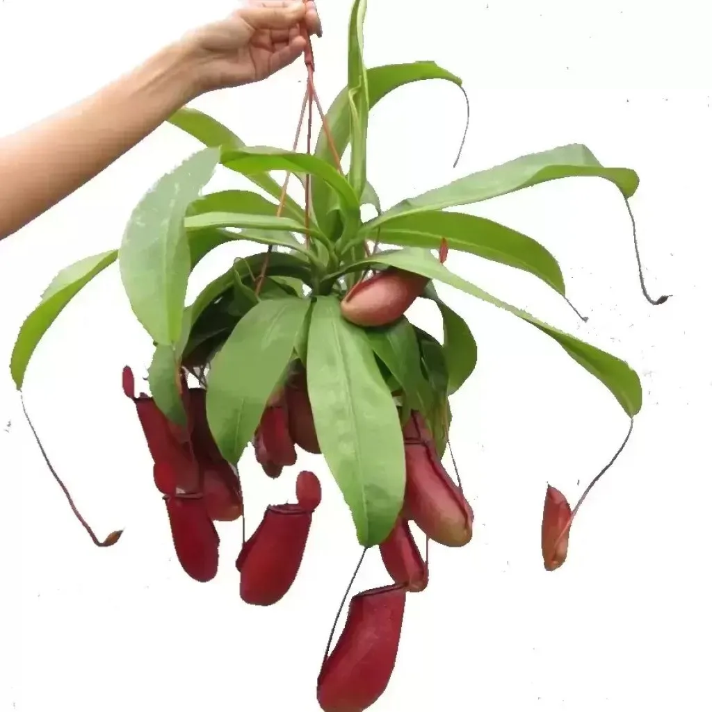 Nepenthes  'Monkey Jars' Hanging Basket