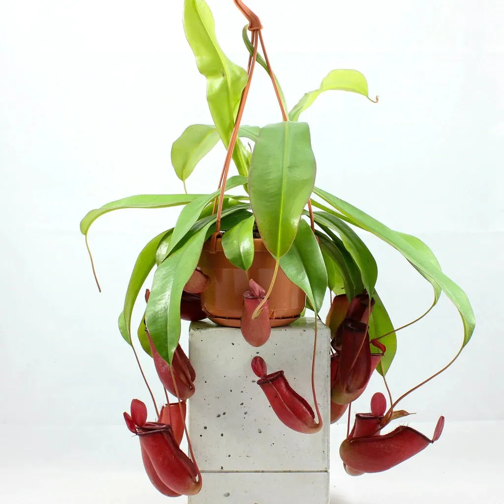 Nepenthes  'Monkey Jars' Hanging Basket