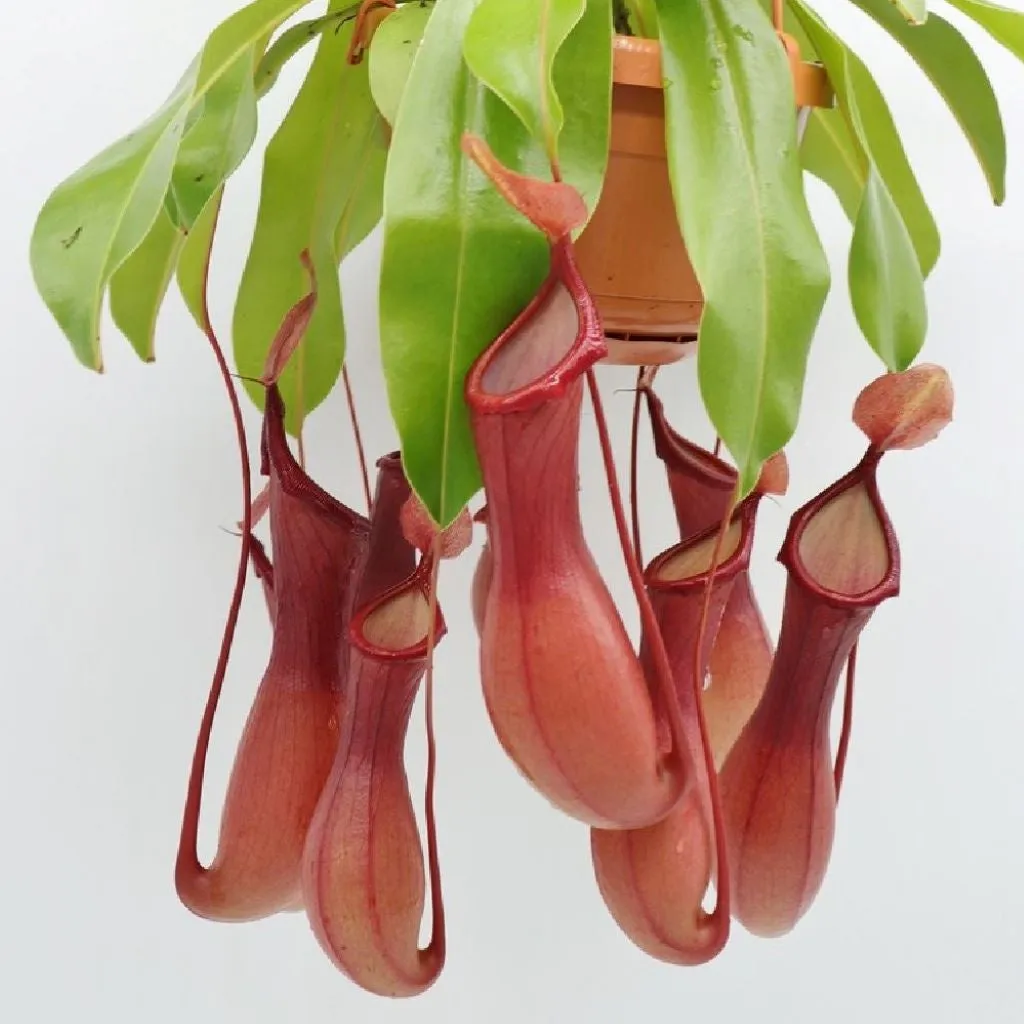 Nepenthes  'Monkey Jars' Hanging Basket